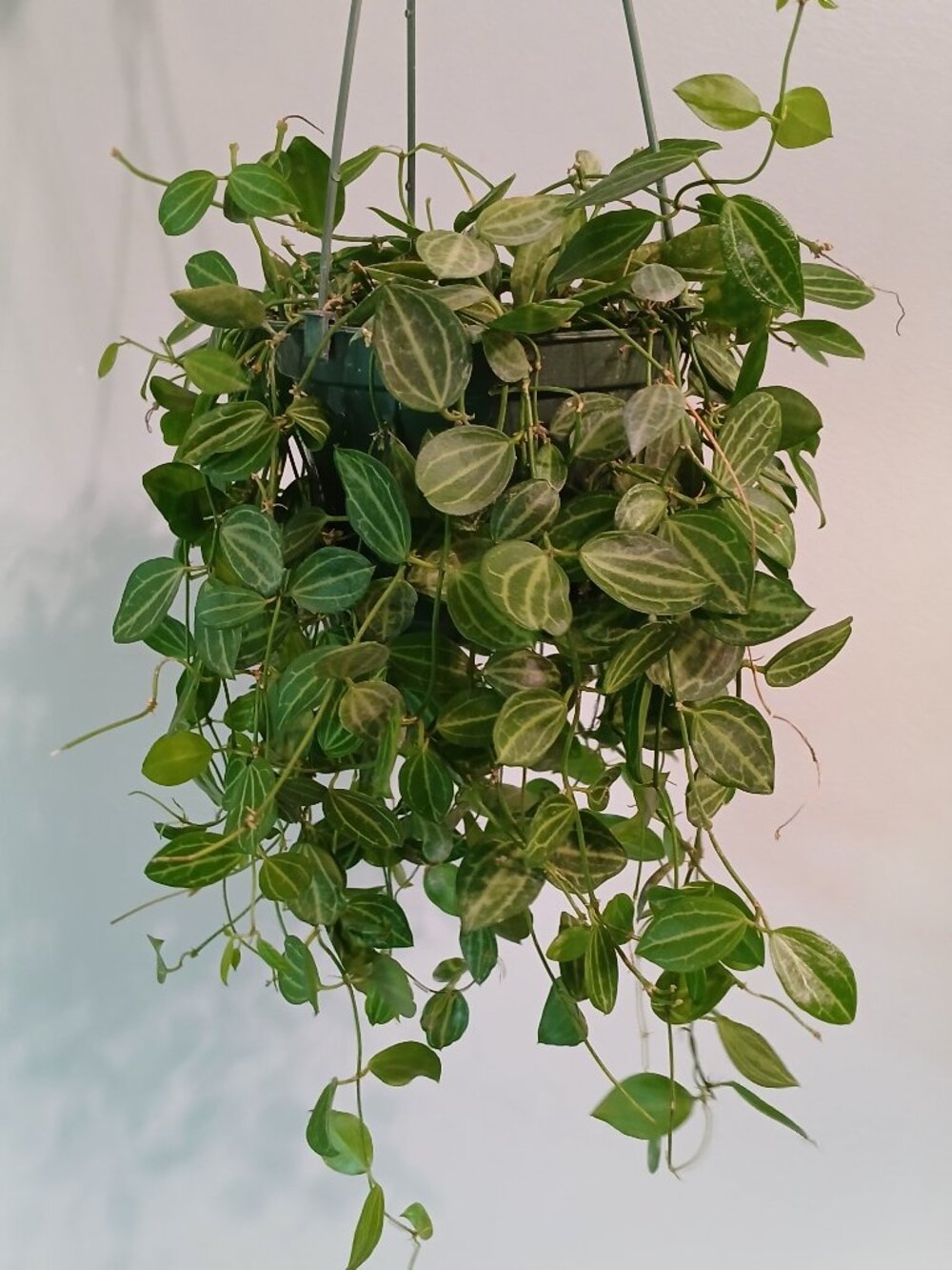 Dischidia Ovata
